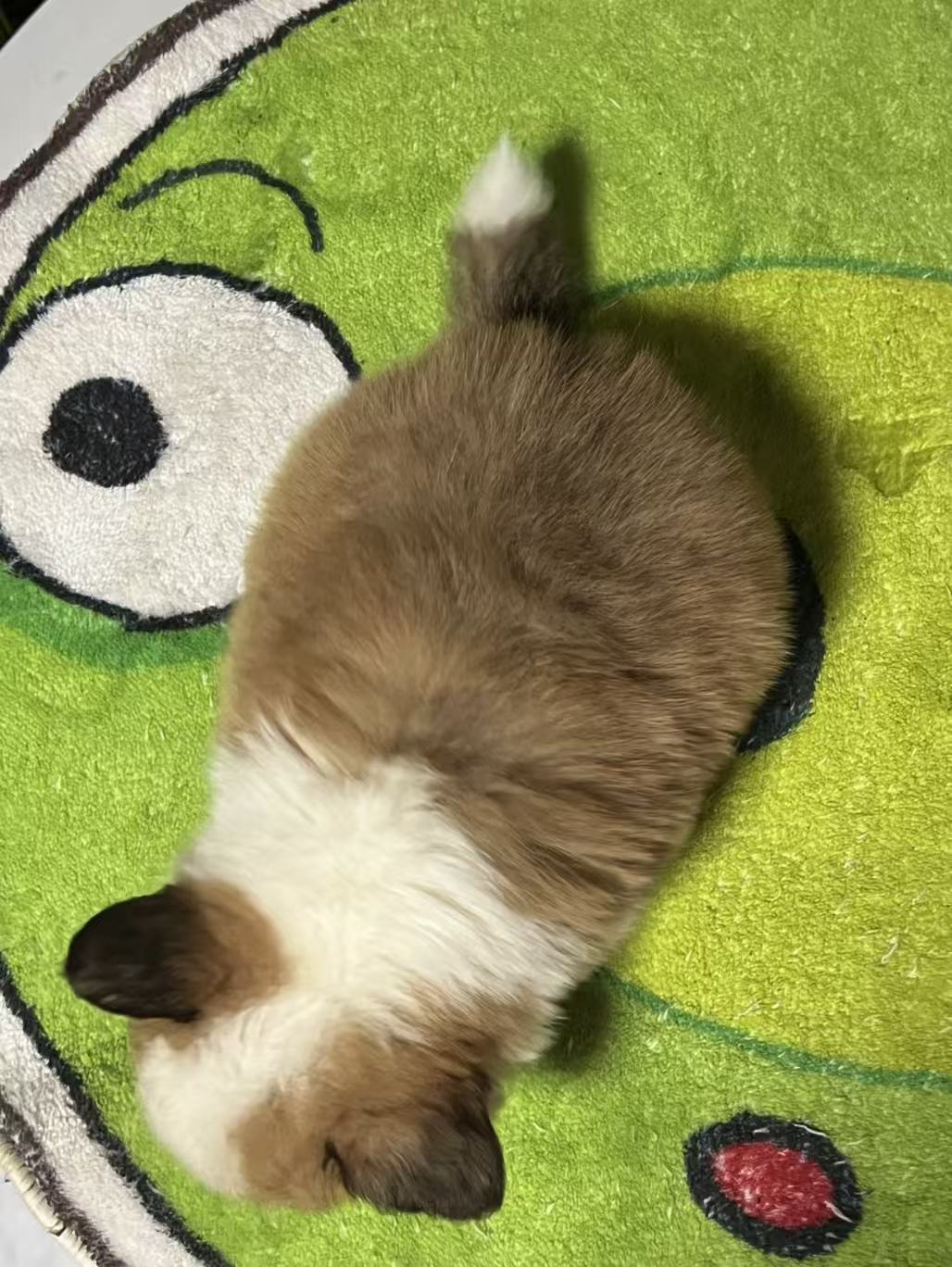 高品质长毛尾巴柯基弟弟一只